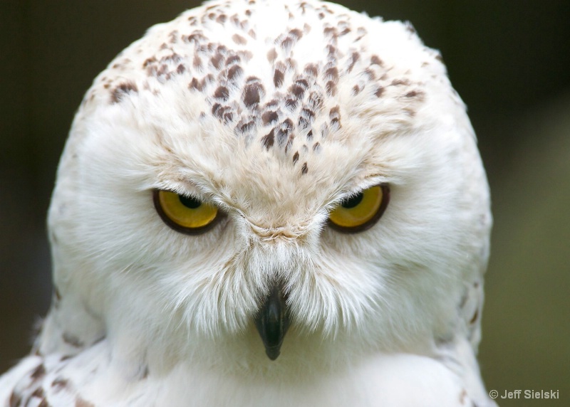 Look Into My Eyes!!!  Snowy Owl