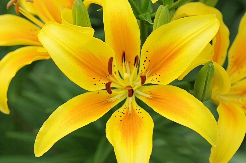 Lily 2015