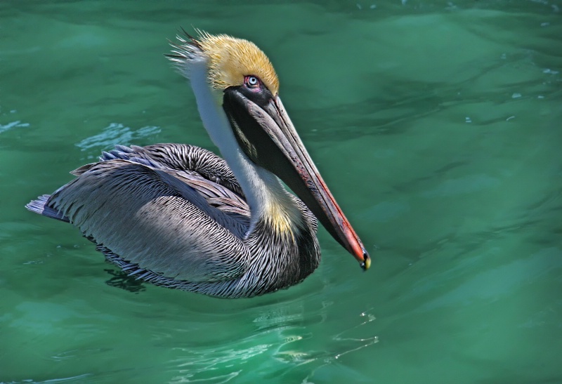 Pelican in Green Water