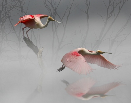 Spoonbills in Fog