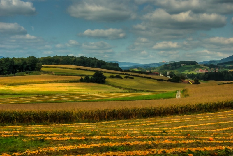 Golden Landscape