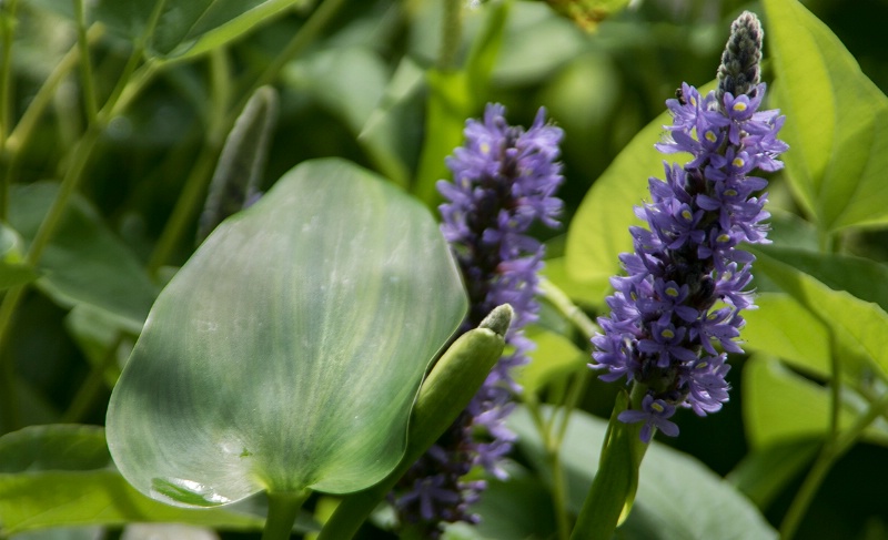 I once knew the name of this swamp flower...