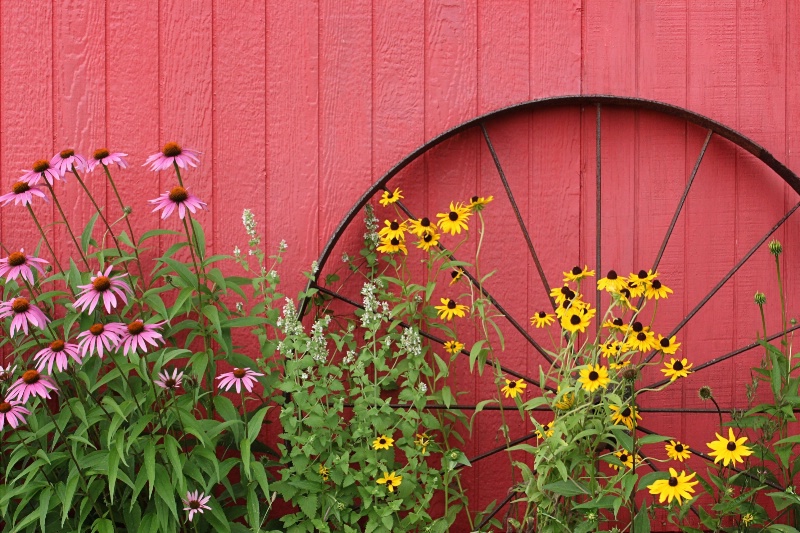 Country Flowers - ID: 14937324 © Tammy M. Anderson