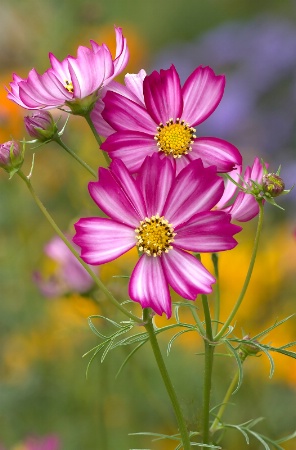 Pink Cosmos