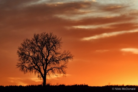 Sunset Tree