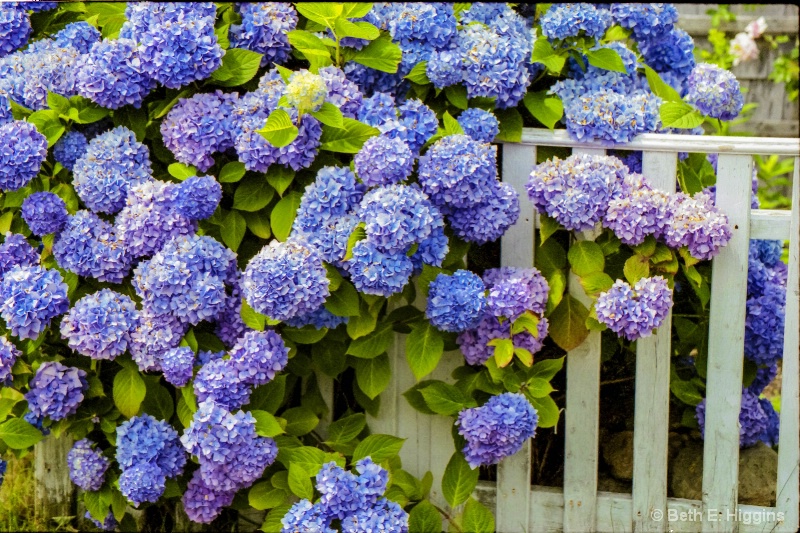 Cape Cod Blue Hydrangeas - ID: 14937402 © Beth E. Higgins