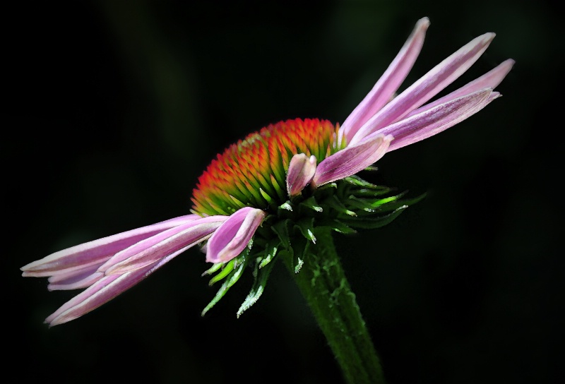 Cone Flower