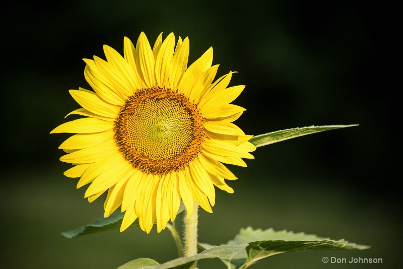 Sunflower in the Sun 3-0 f lr 7-10-15 j099