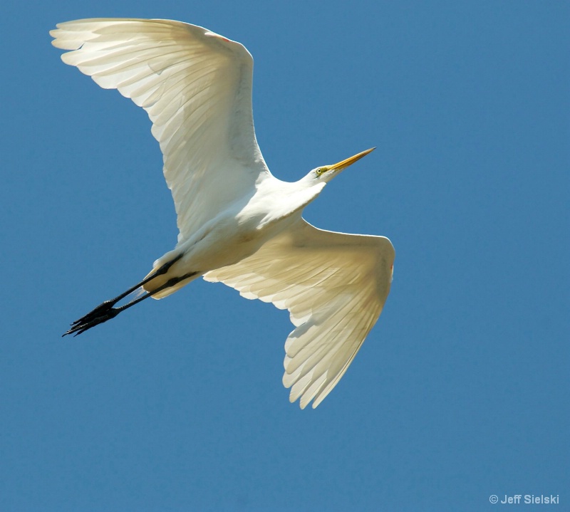 Look Up In The Sky!! Great Egret In Flight  