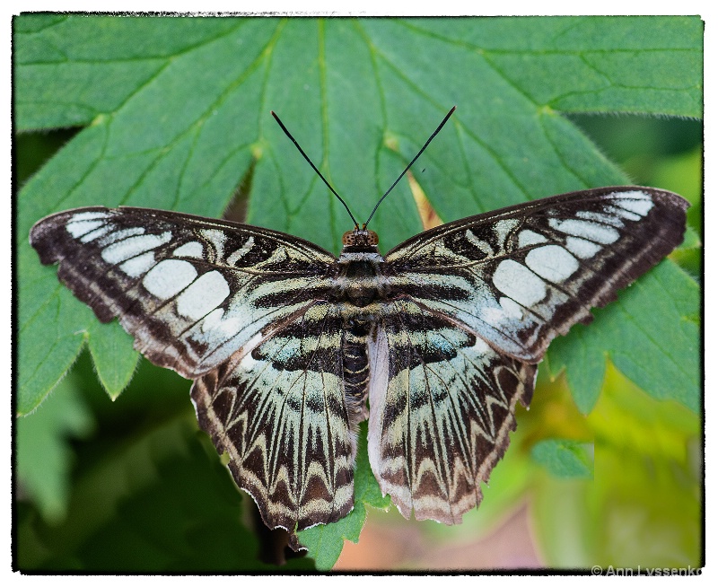 White Barred Charaxes