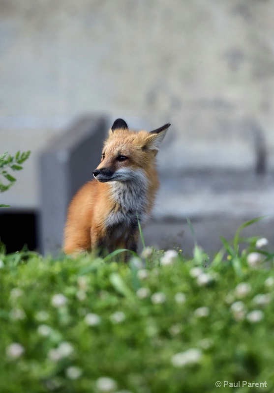 The Little Fox II - ID: 14937697 © paul parent