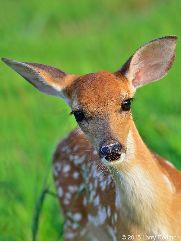 Fawn Portrait