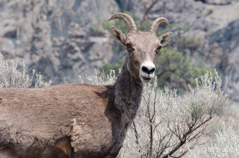 Mountain Goat - ID: 14937716 © Karen E. Gold