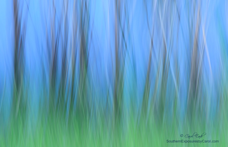 Pond Grasses - ID: 14937899 © Carol Eade