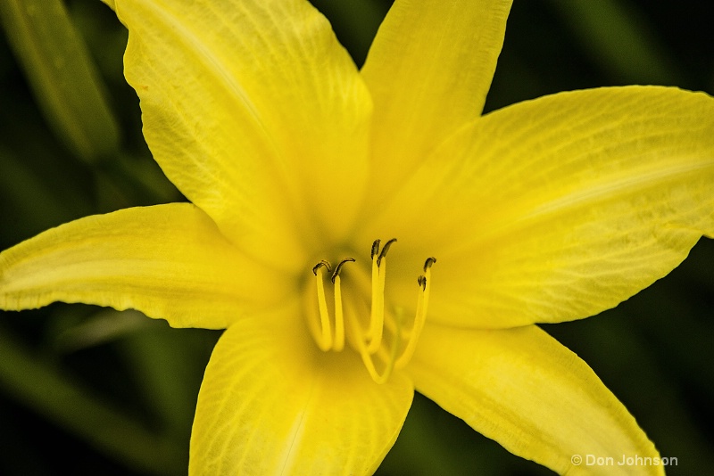 Yellow Day Lily 3-0 f lr 7-8-15 j101