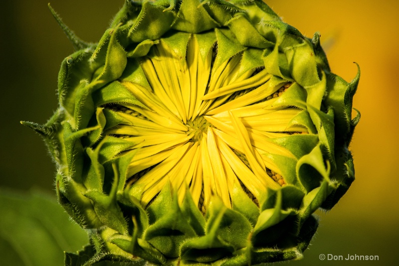 Sunflower Bud 3-0 f lr 7-10-15 j107