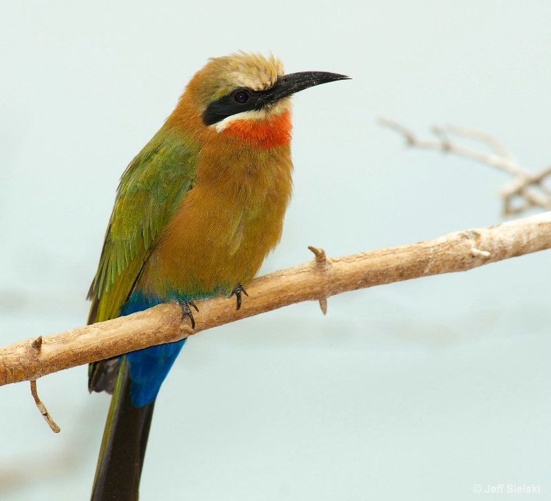 My Close Up!! White Throated-Bee Eater 