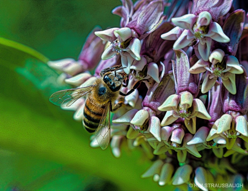 Bee & Milkweed