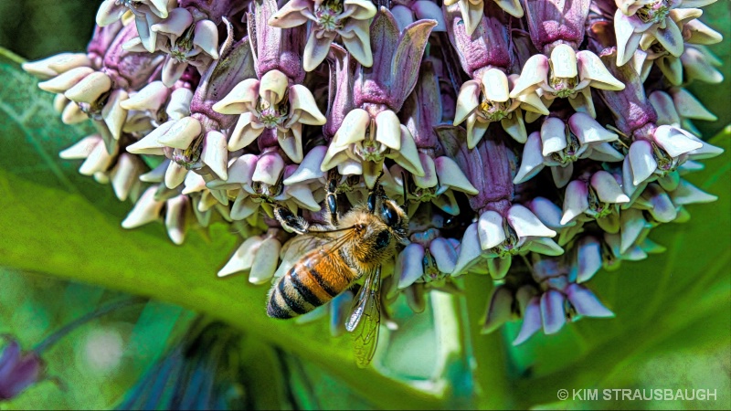 Bee Heaven