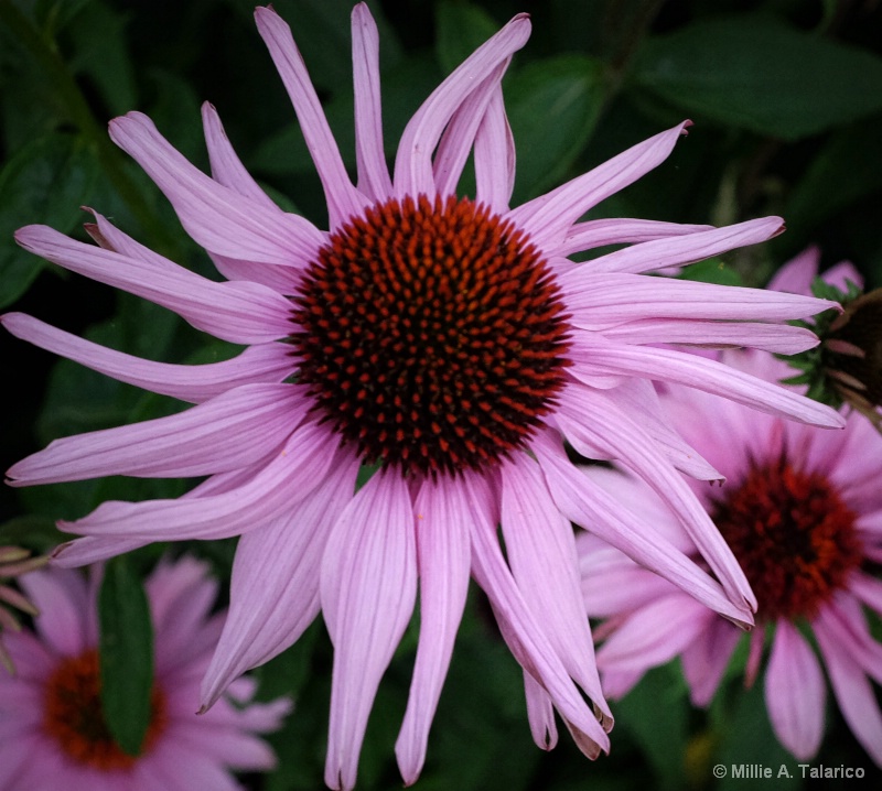 Coneflower Select