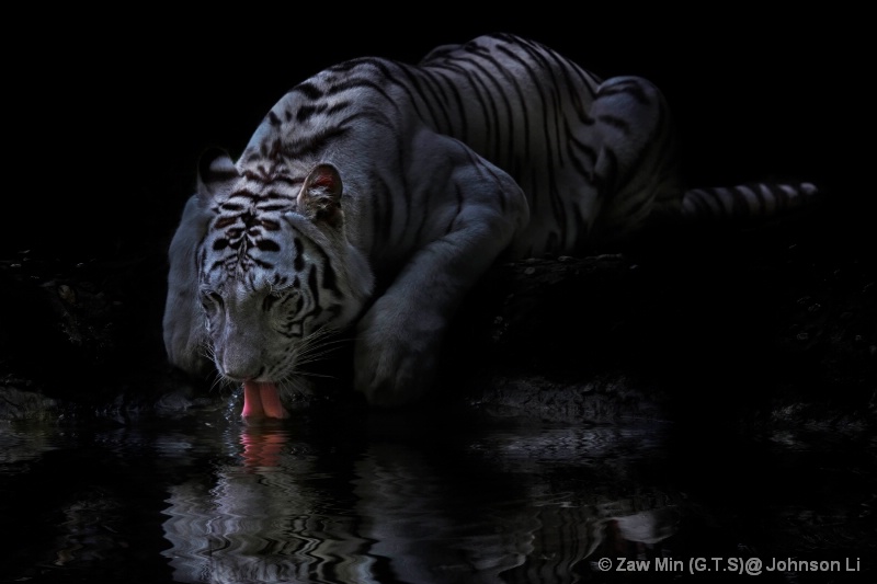 White tiger is thirsty .