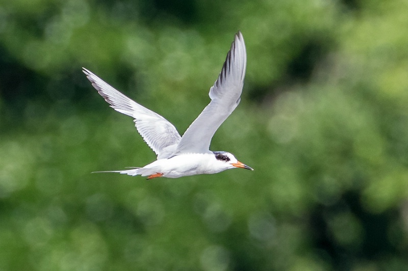 Tern In Flight    