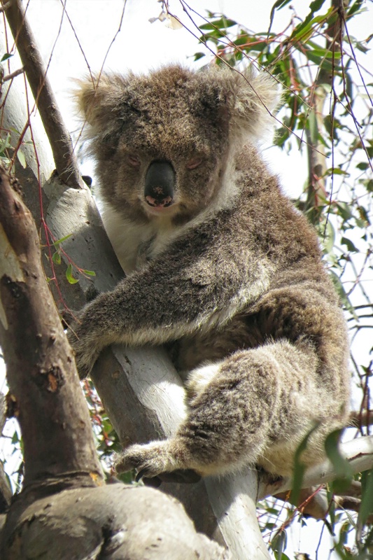 koala in melbourne img 2412  1  - ID: 14938138 © James E. Nelson