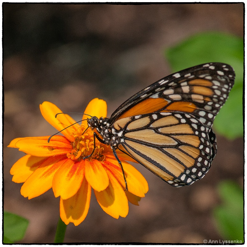 Monarch on Sunshine