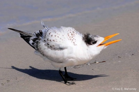 Young Tern