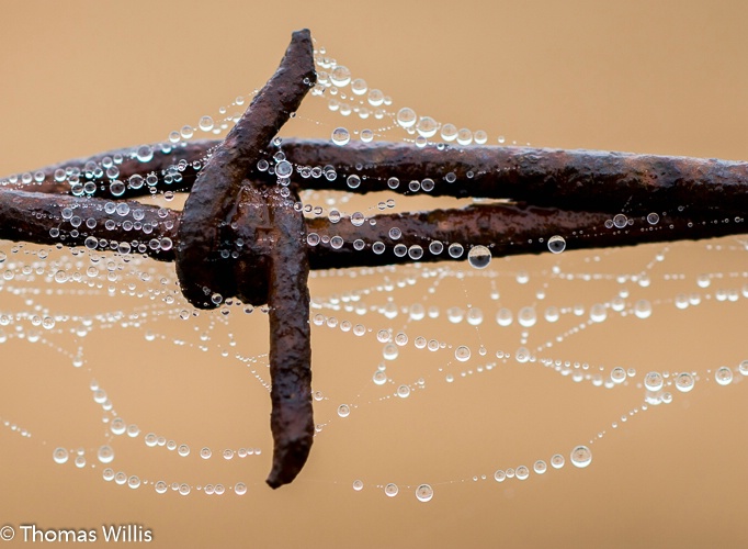 Barbed wire,spider webs and dew