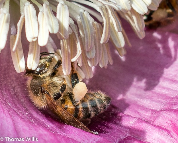 Bee rolling in the  pollen of a poppy