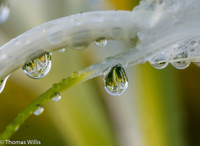 Water drops on a spider lily