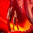 © Thomas L Willis PhotoID# 14938377: Daylilly at Tyler Rose Garden, Tyler, TX