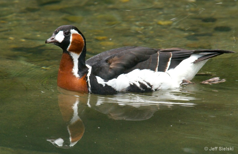 A Slow Morning Swim!!  Duck 