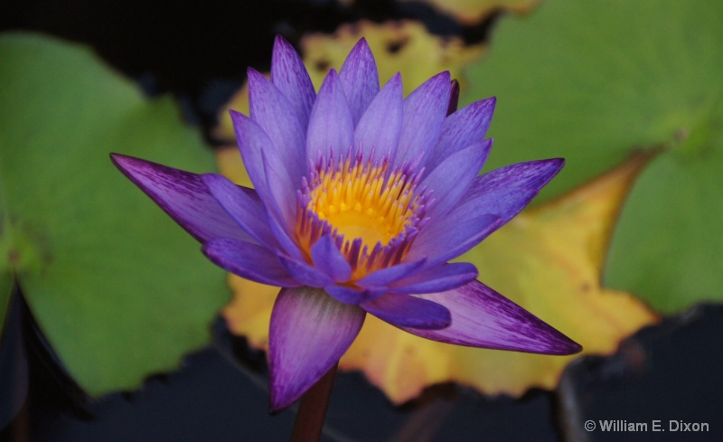 Potrait of a Water Lilly 