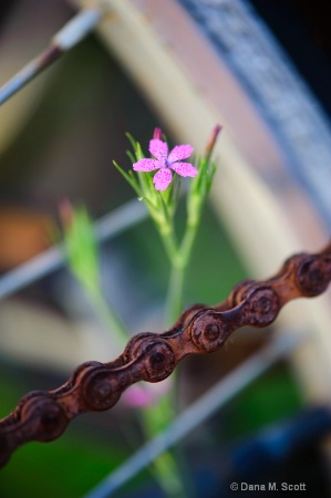 Flower and Chain