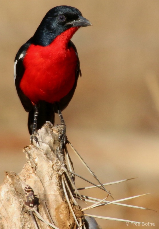 Crimson-Breasted Shrike