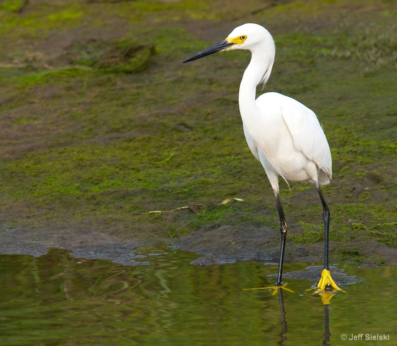  Takin' A Short Break!!  Snowy Egret 