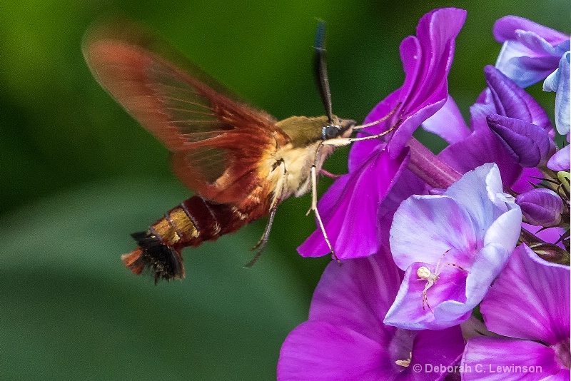 Hummingbird Moth