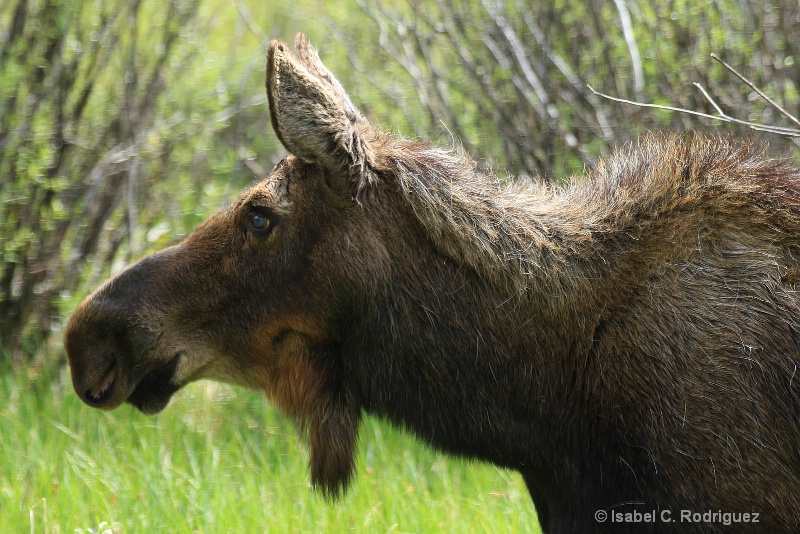 Just a Moose