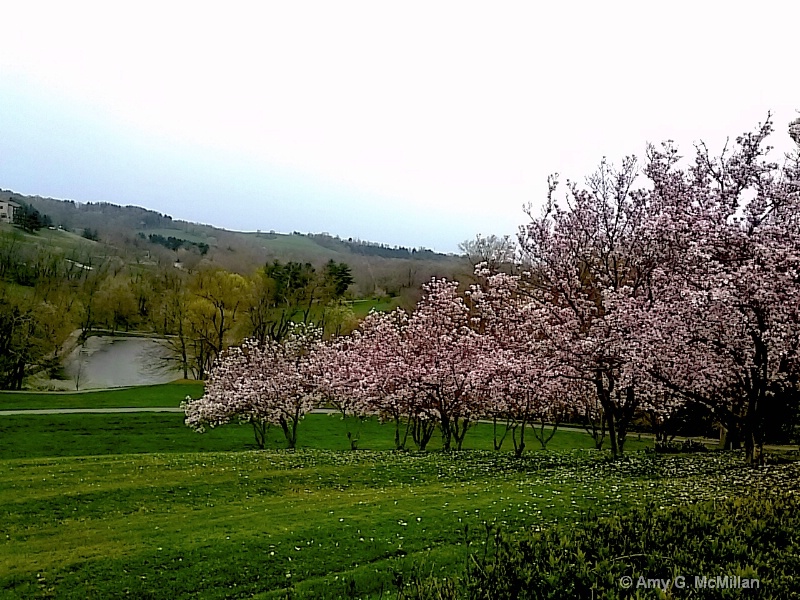 Blossom Pond Season - ID: 14939271 © Amy G. McMillan