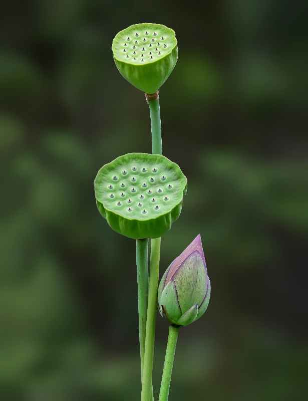 Lotus Pods and Bud