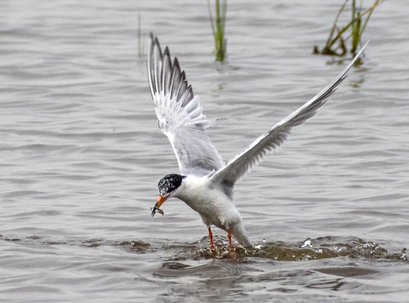 Tern With Catch    