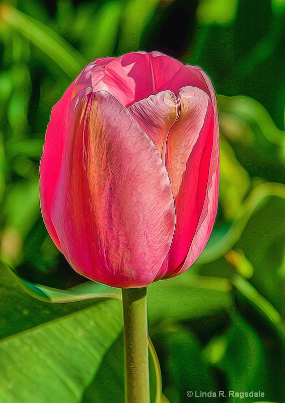 one perfect pink tulip-edit