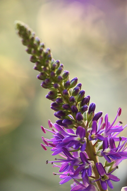 Purple hebe portrait