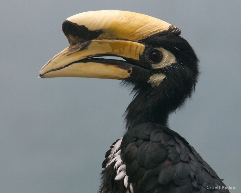 I Am Unique!!! Oriental Pied Hornbill 