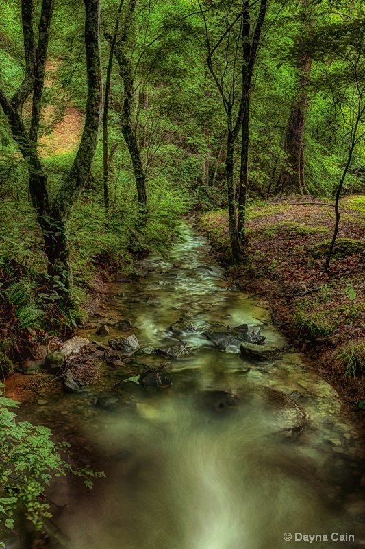 Little Creek In The Big Woods