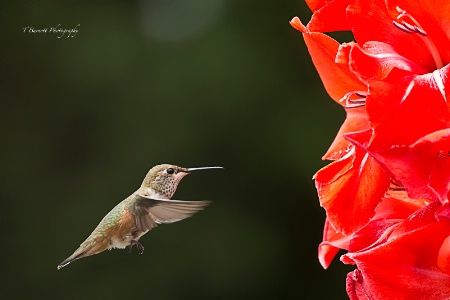 Hungry Hummer