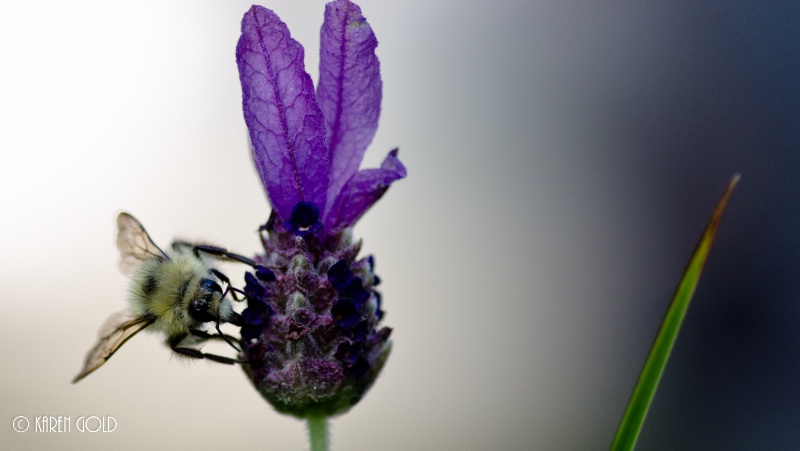 Honey Bee and Lavender