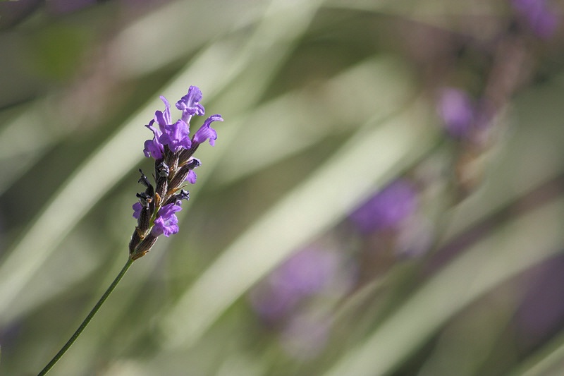 Lavender portrait